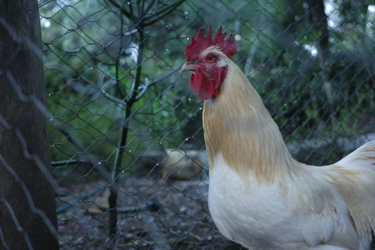 rooster in the pen