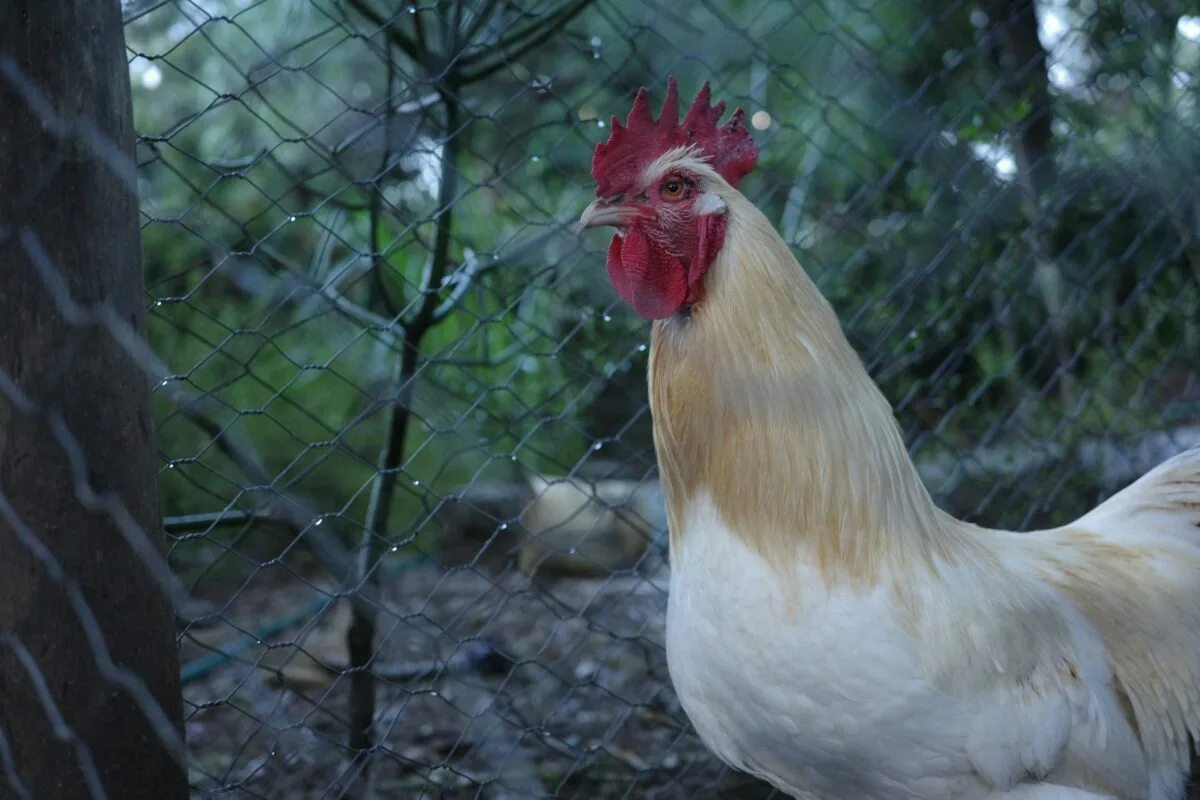 rooster in the pen