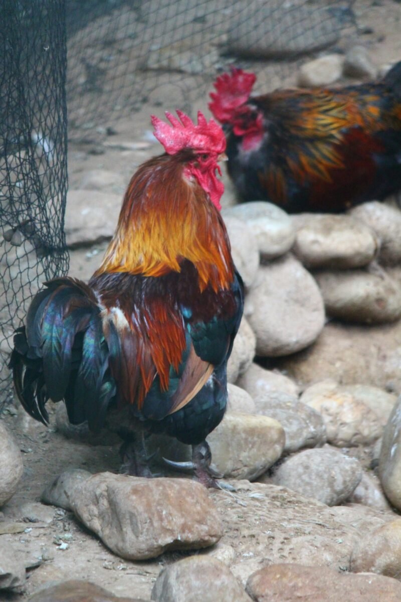 two roosters in pen