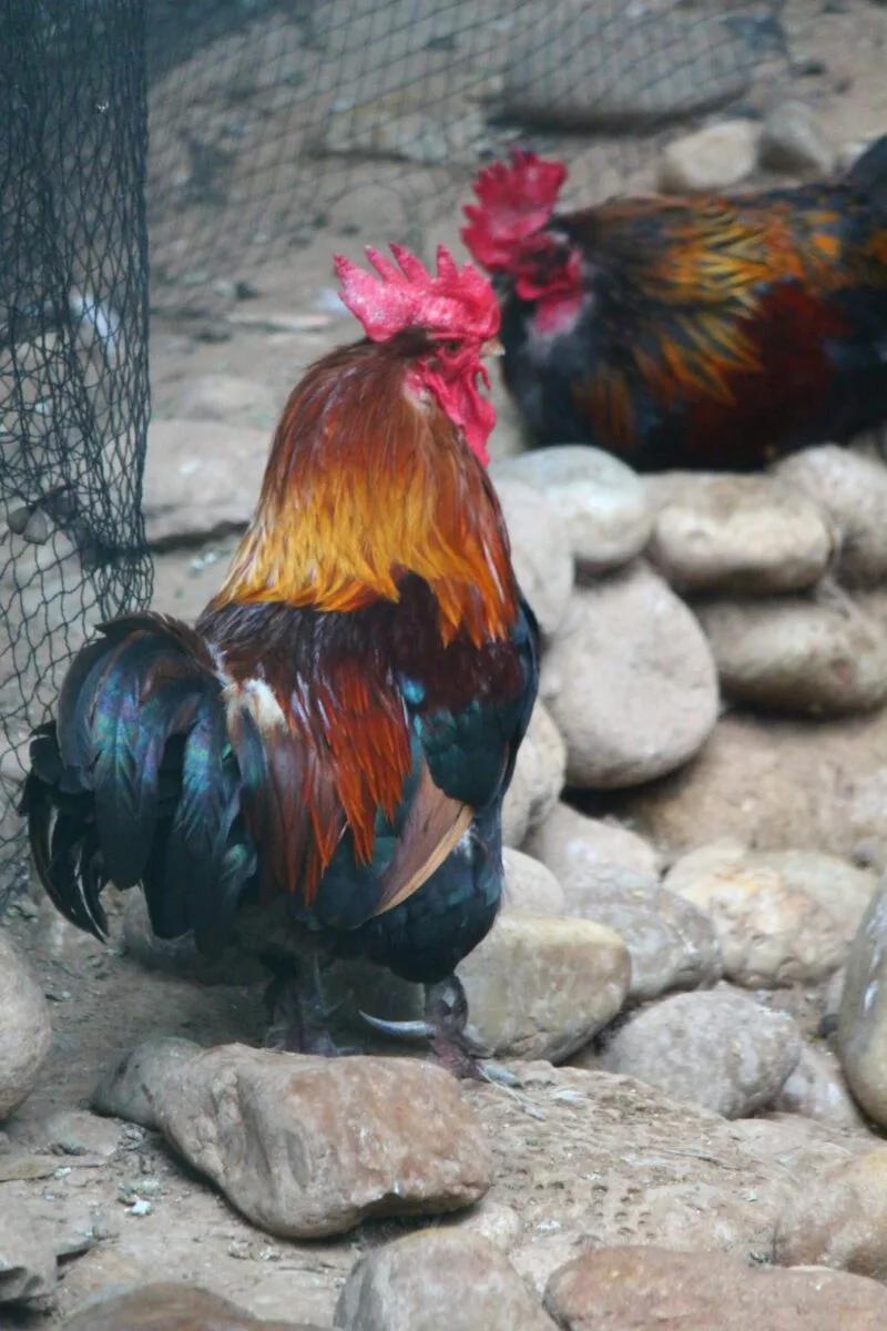 two roosters in pen