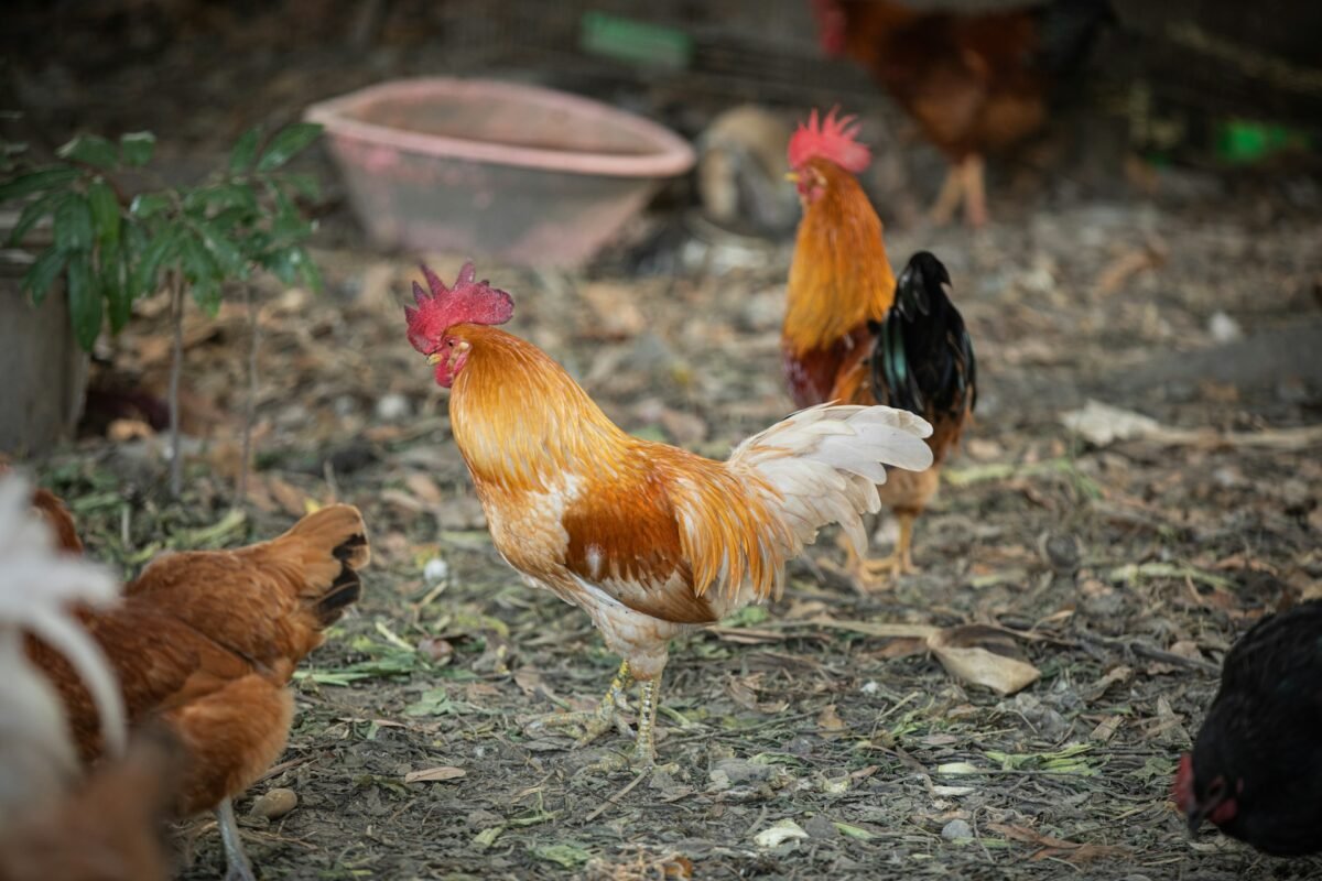 two roosters in the free range setup