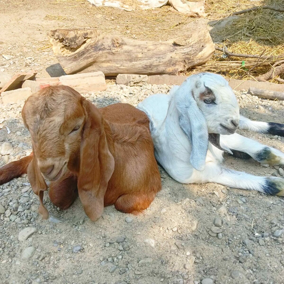 white and red kid goats