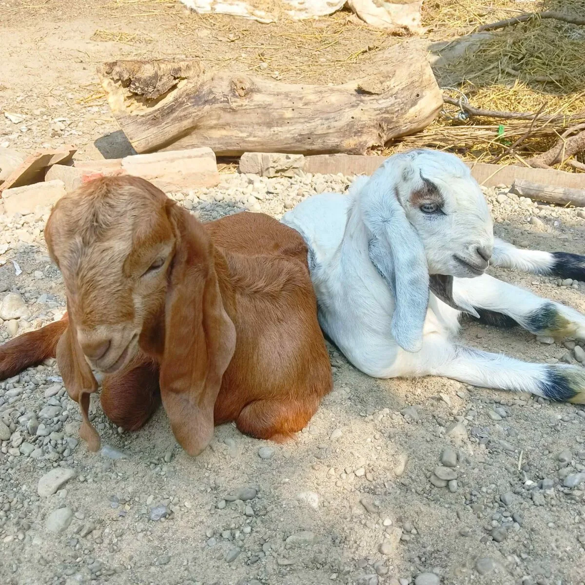 white and red kid goats