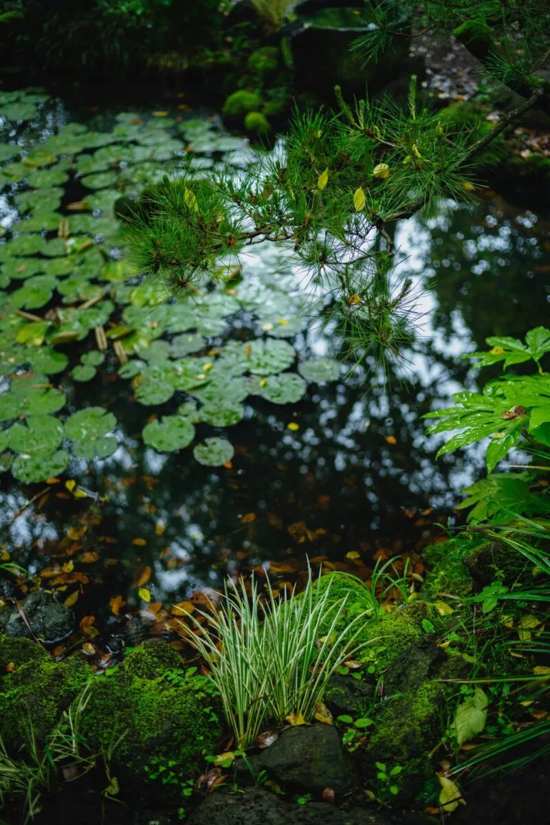 Lined Fish Pond