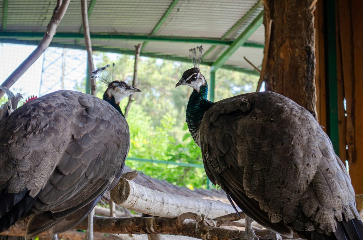 a pair of peafowls