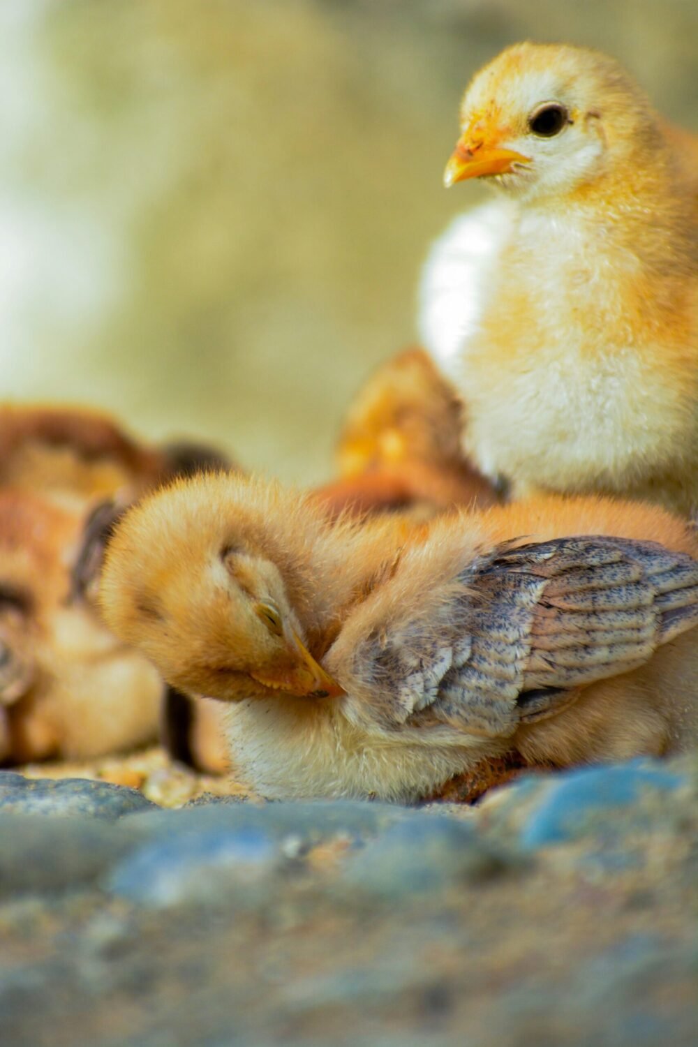 chicks in the brooder