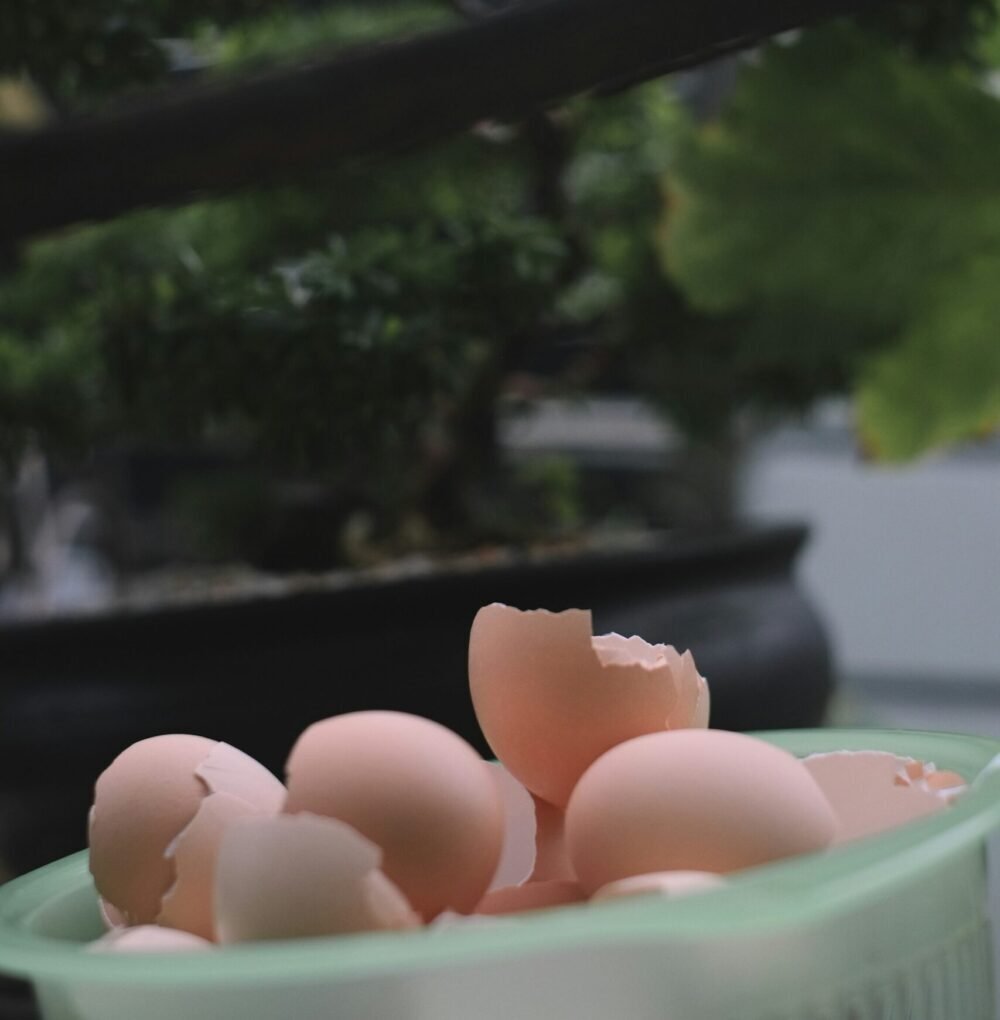 eggshells in the bowl