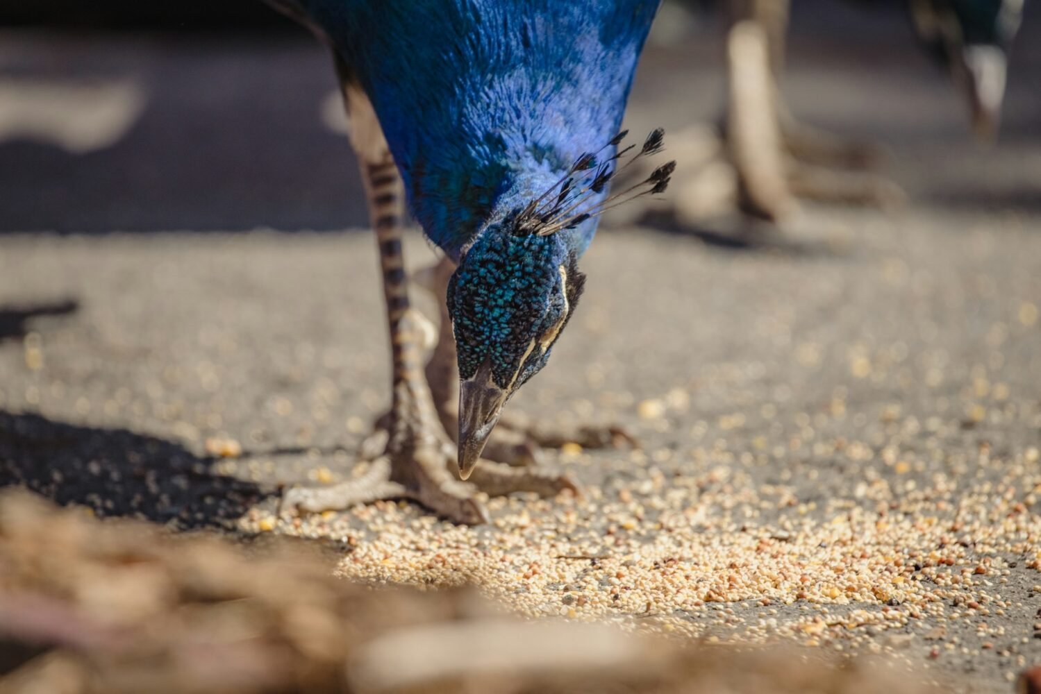 feeding peafowl on farm
