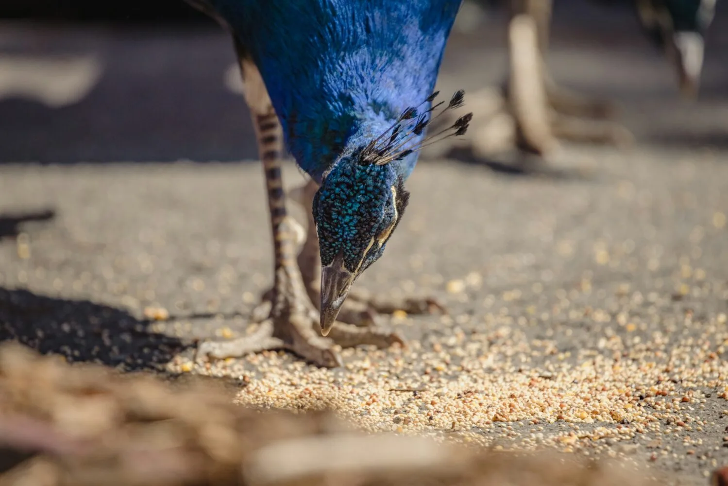 feeding peafowl on farm