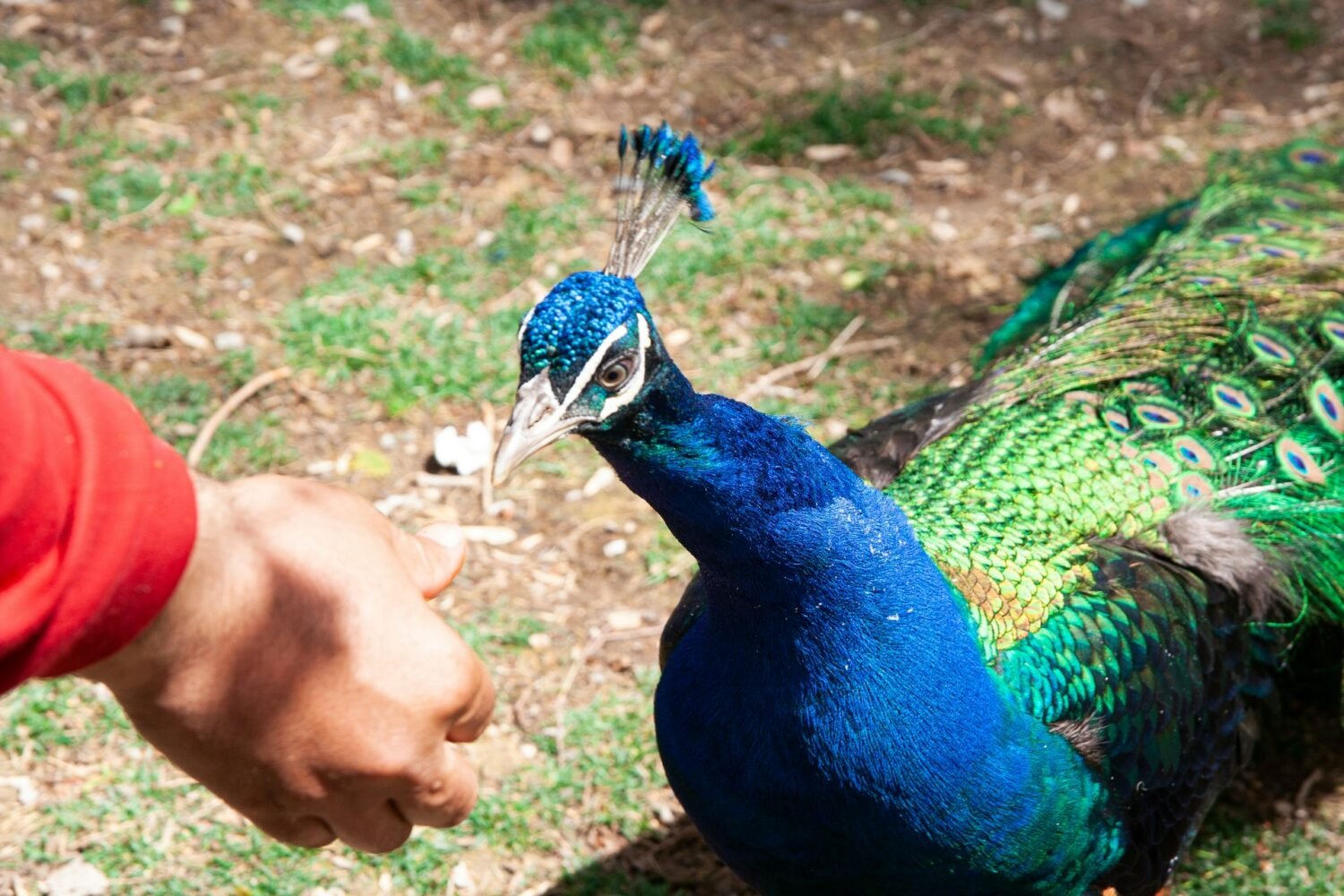 feeding peafowl with hand