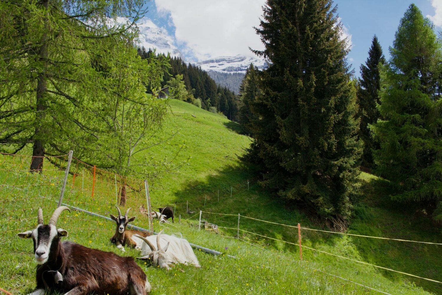 goats in the hilly grass area