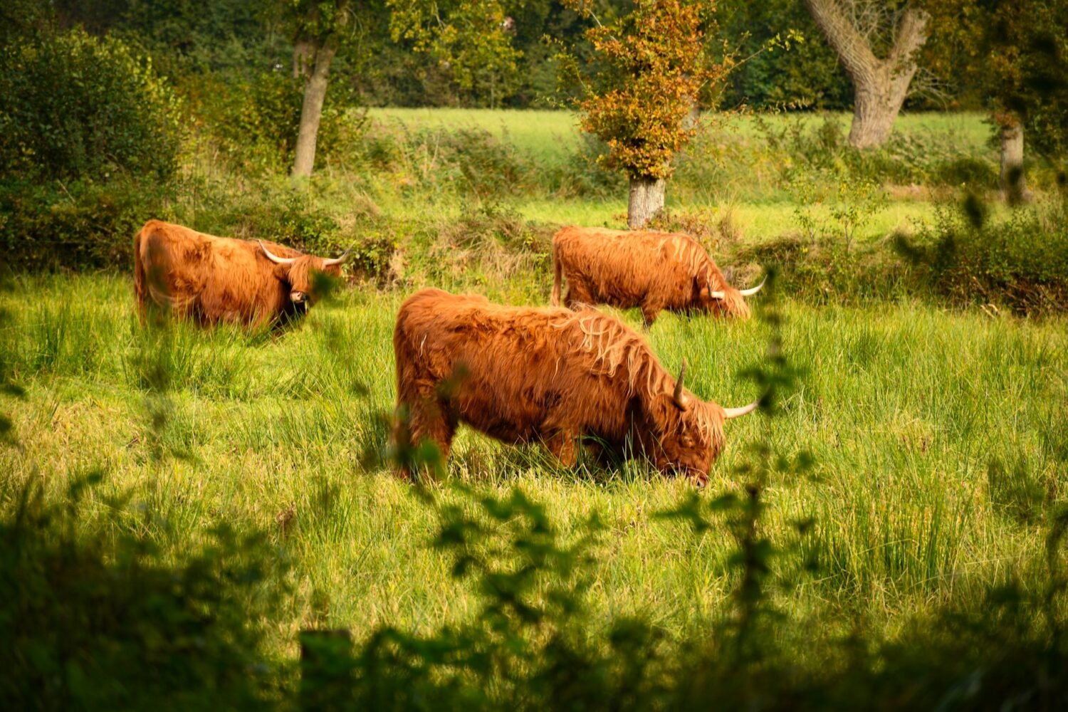 highland cattle in the grassland