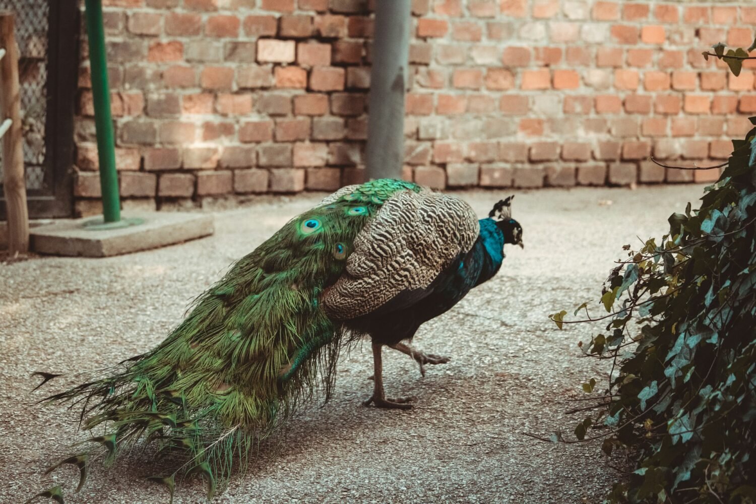 indian peacock in the barn