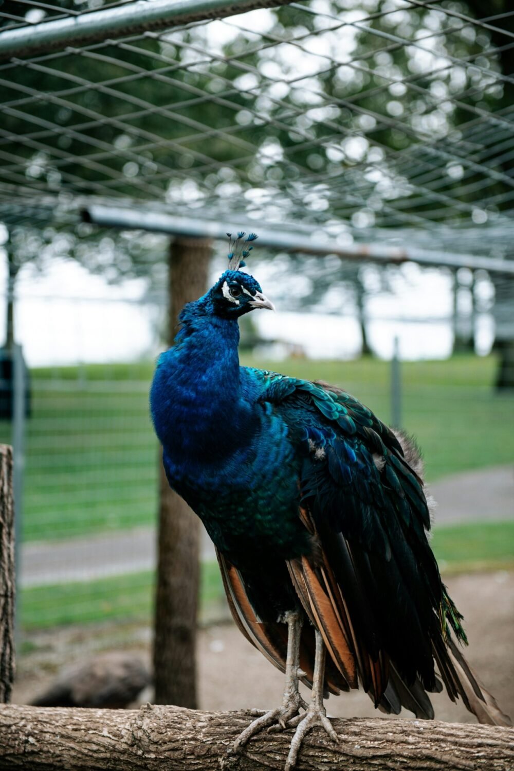 peacock in aviary