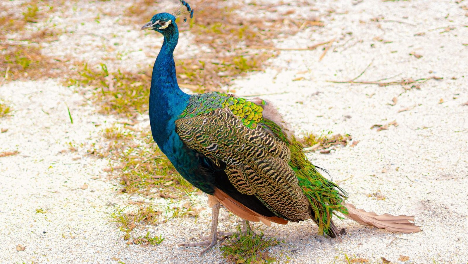 peacock with thin feathers