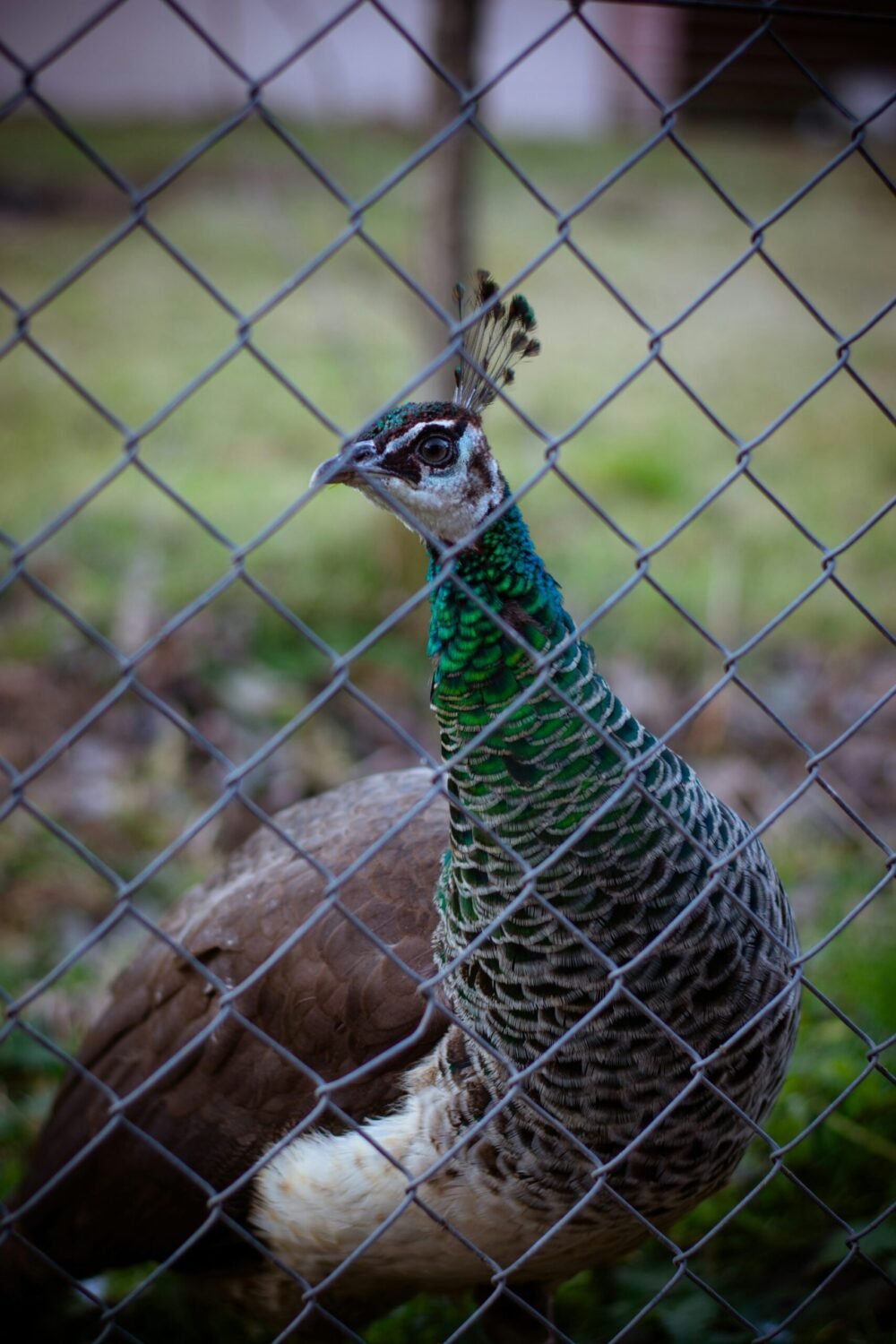 peafowl in the fence