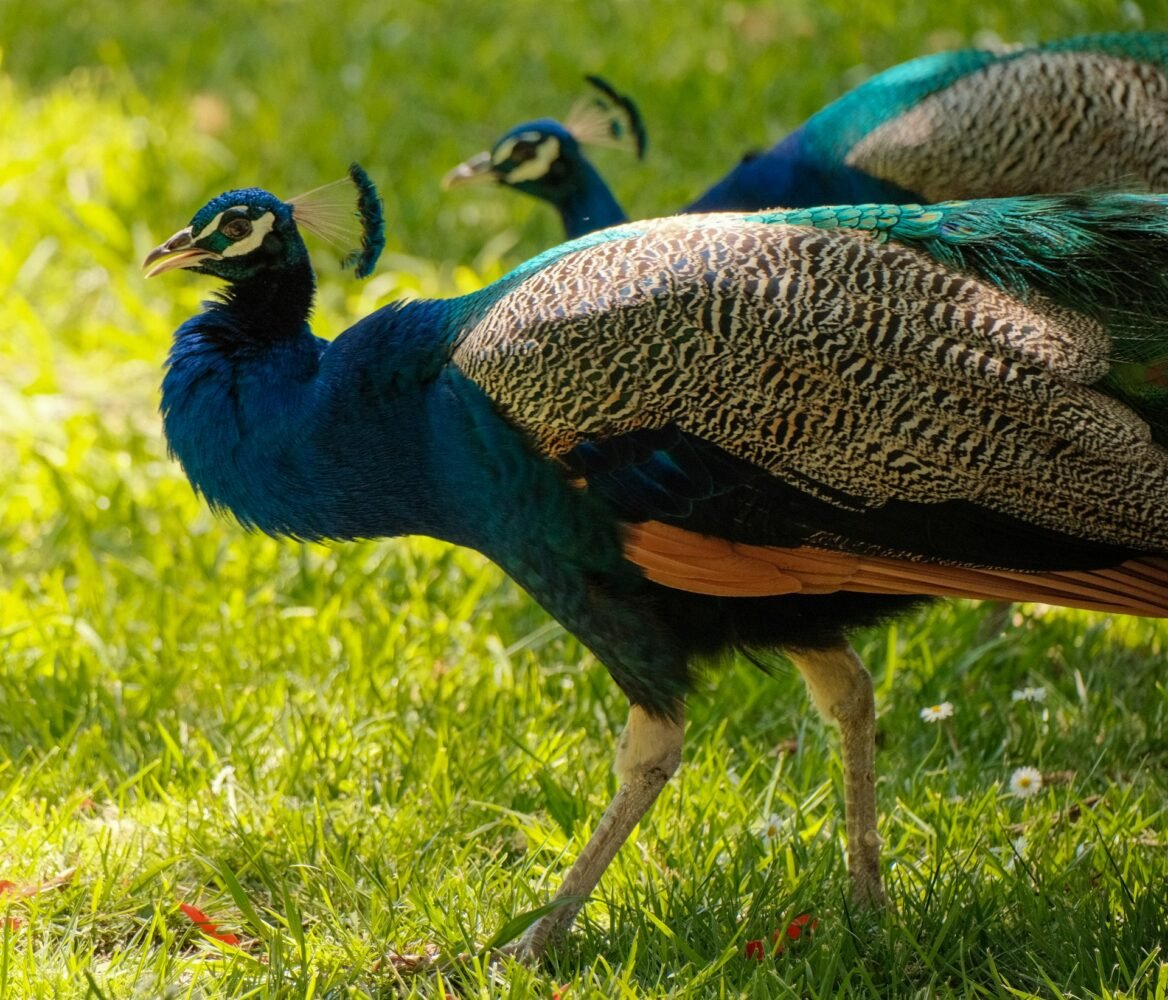 feeding peafowl on farm