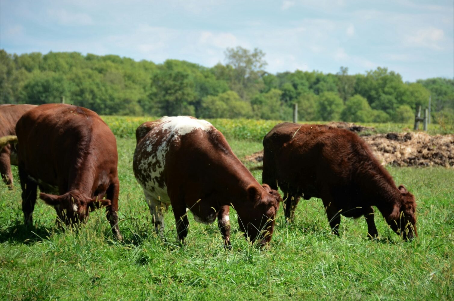red cows in the grass meadow
