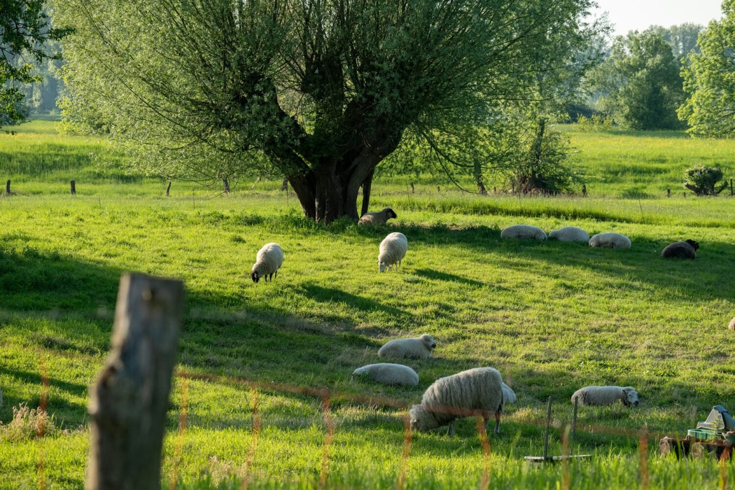 sheep grazing in the pasture land