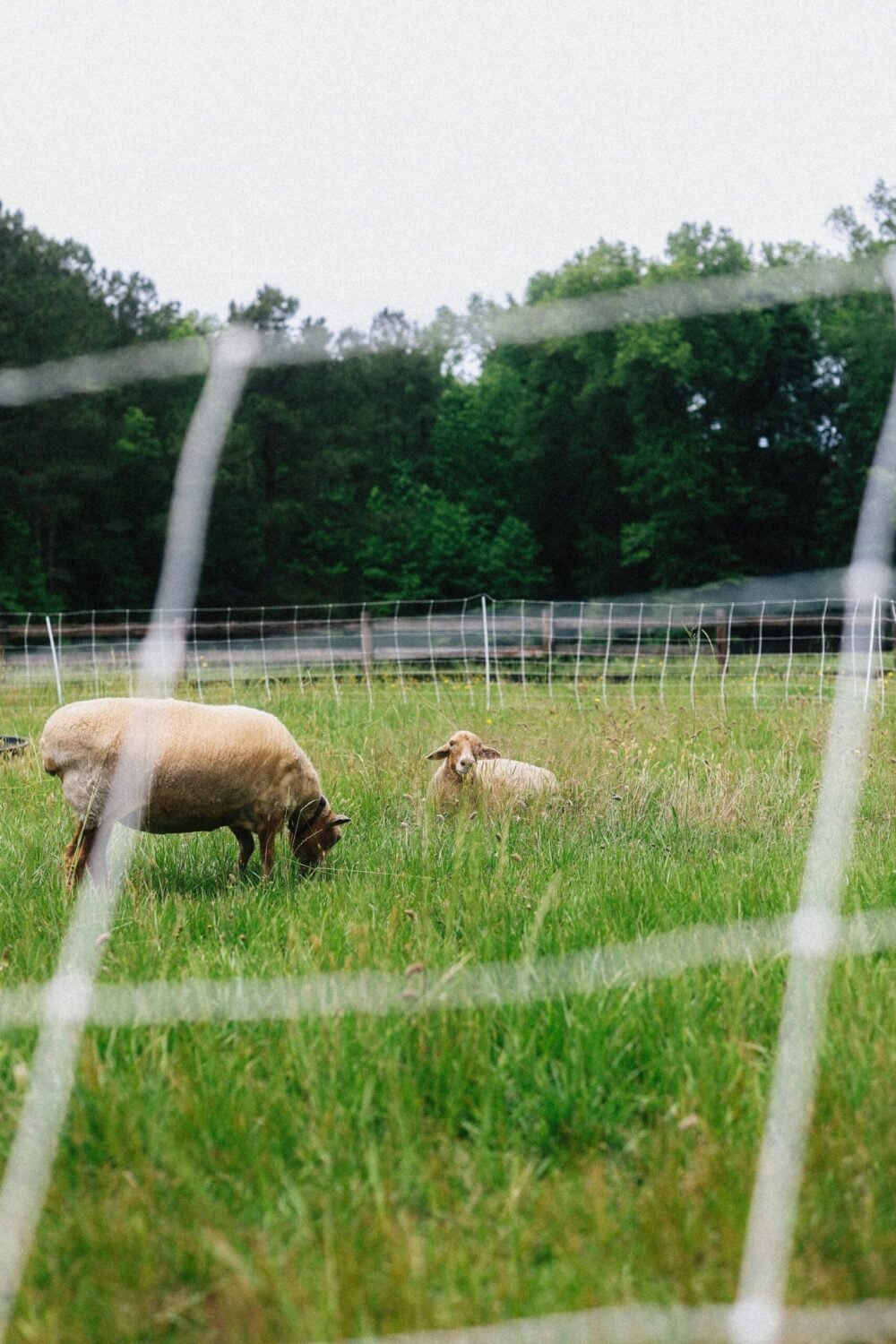 sheep in the pastureland