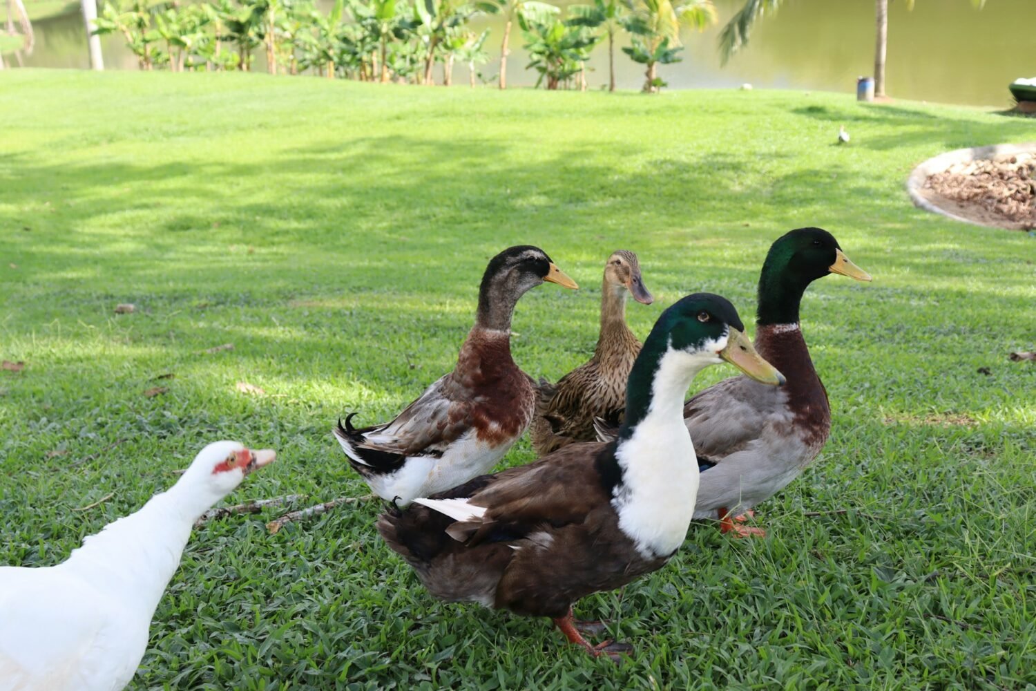 a duck flock on homestead