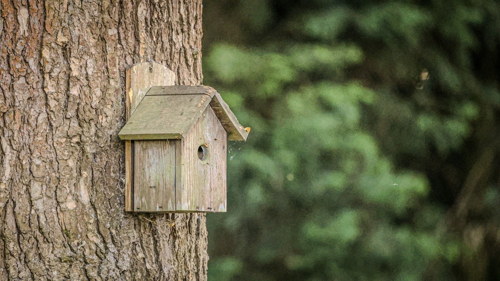 birdhouse on the tree