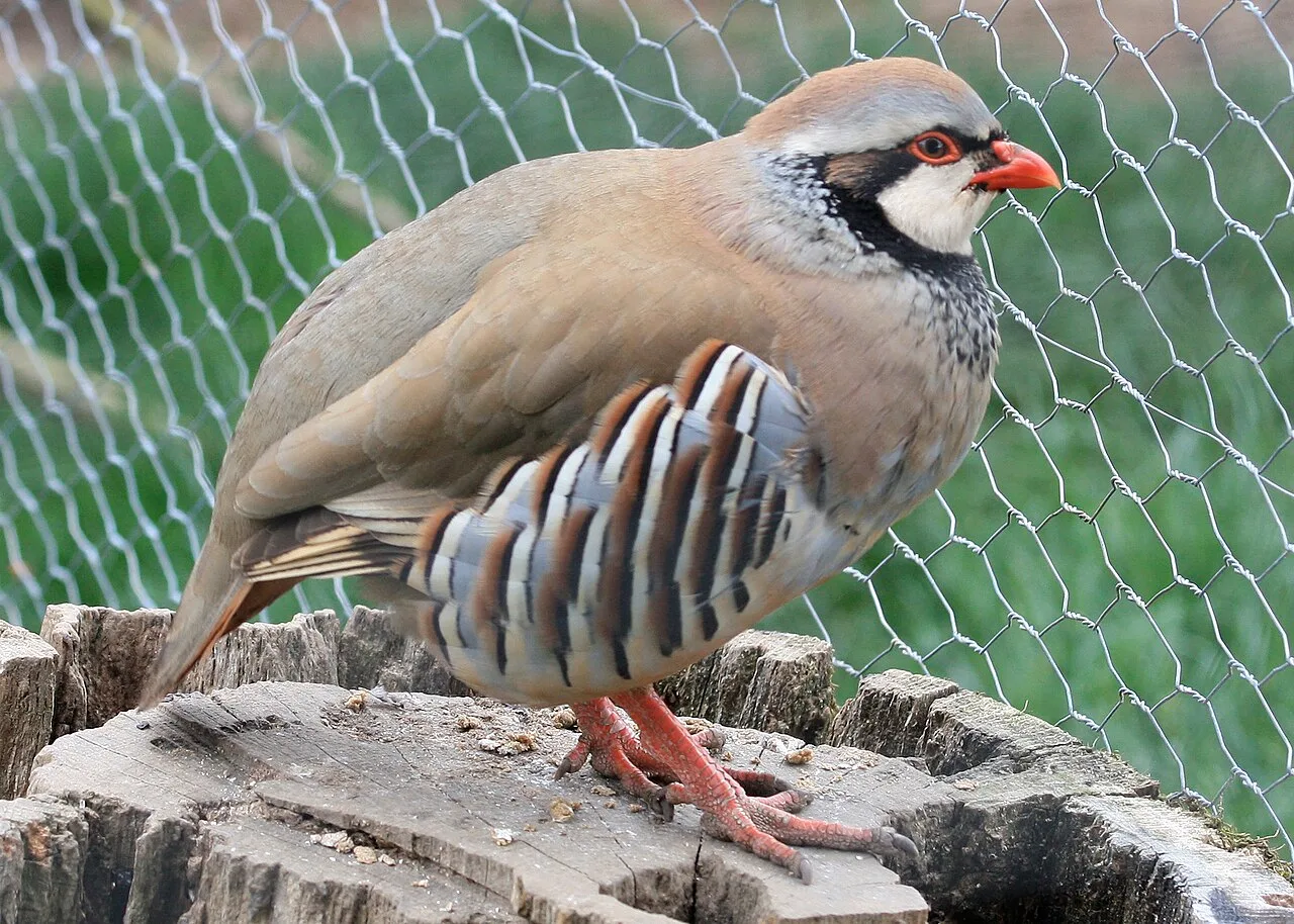 chukar in pen