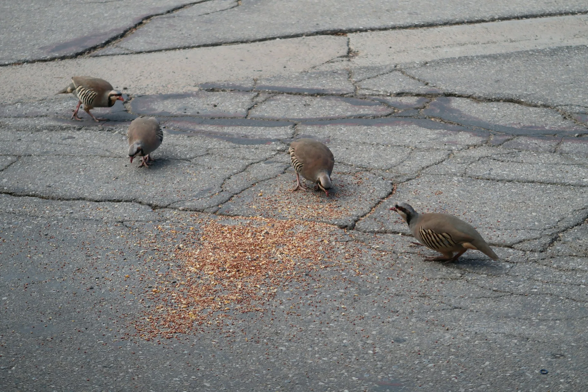 chukars picking grains on the ground