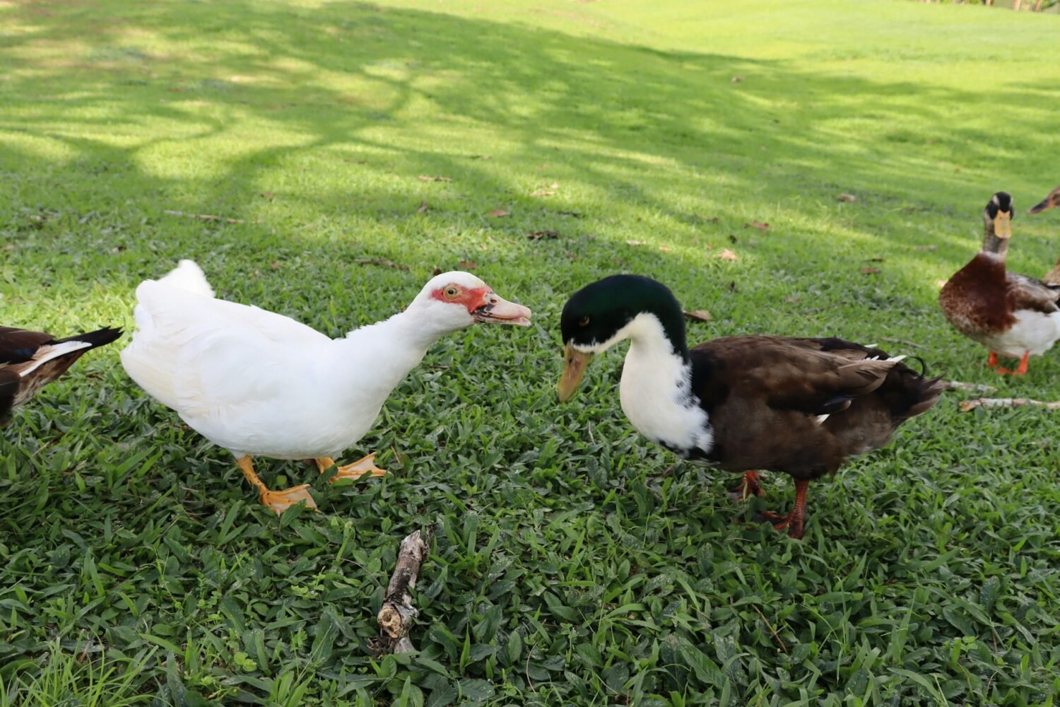 ducks on pasture land