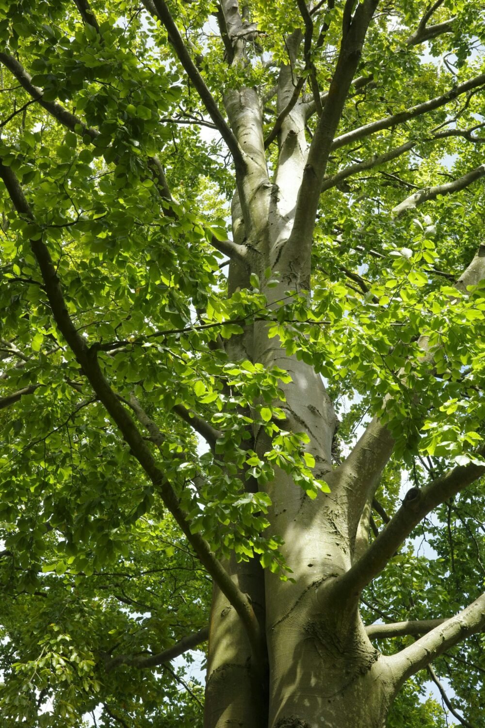Beech Tree