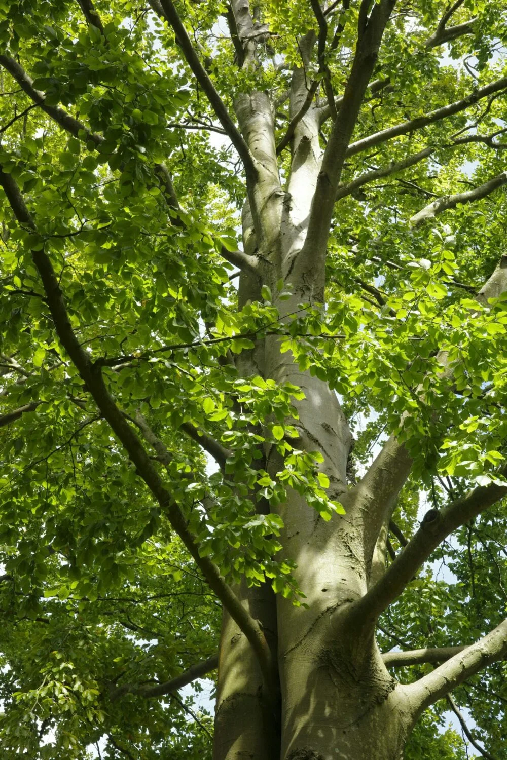 Beech Tree