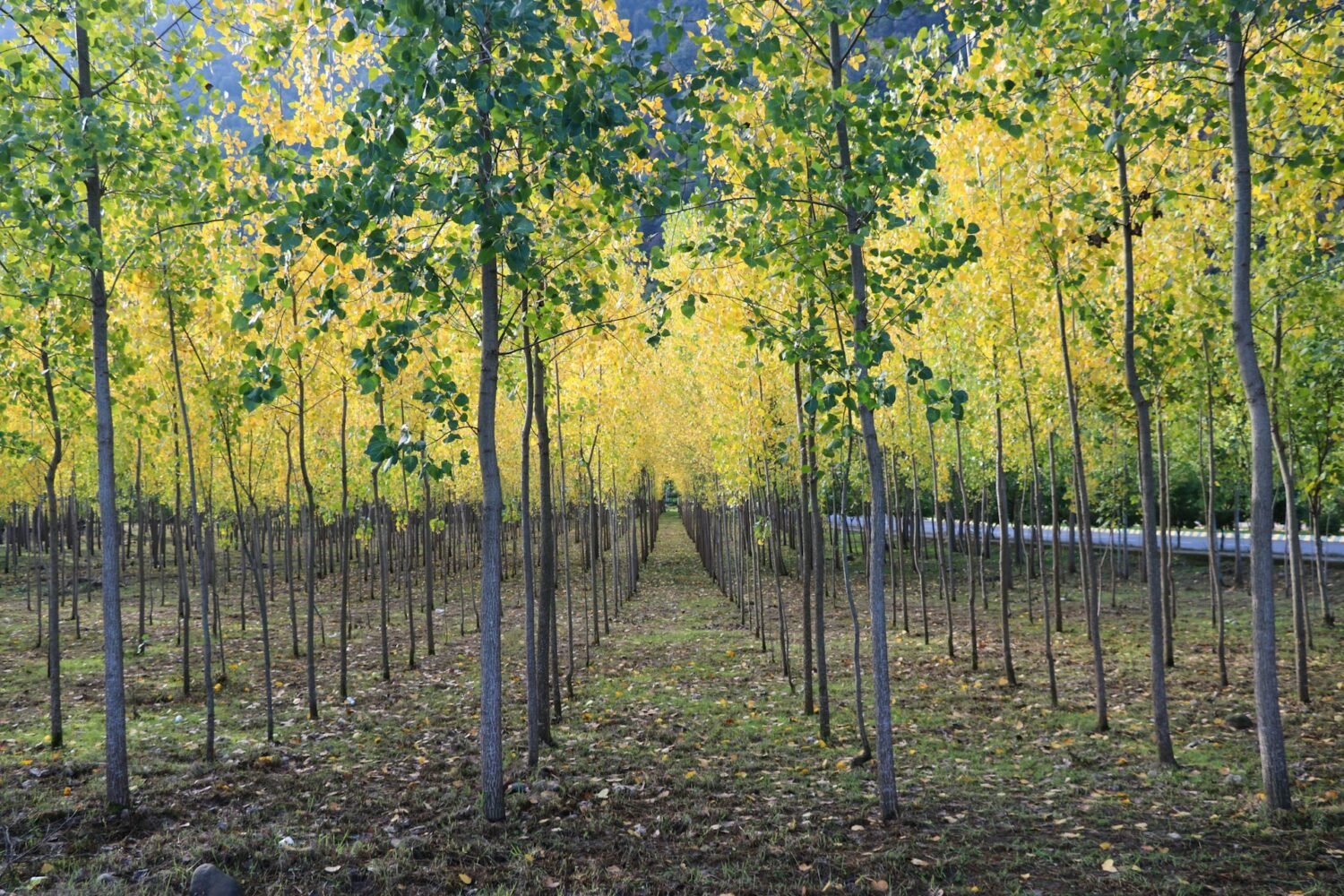 Hybrid Poplar