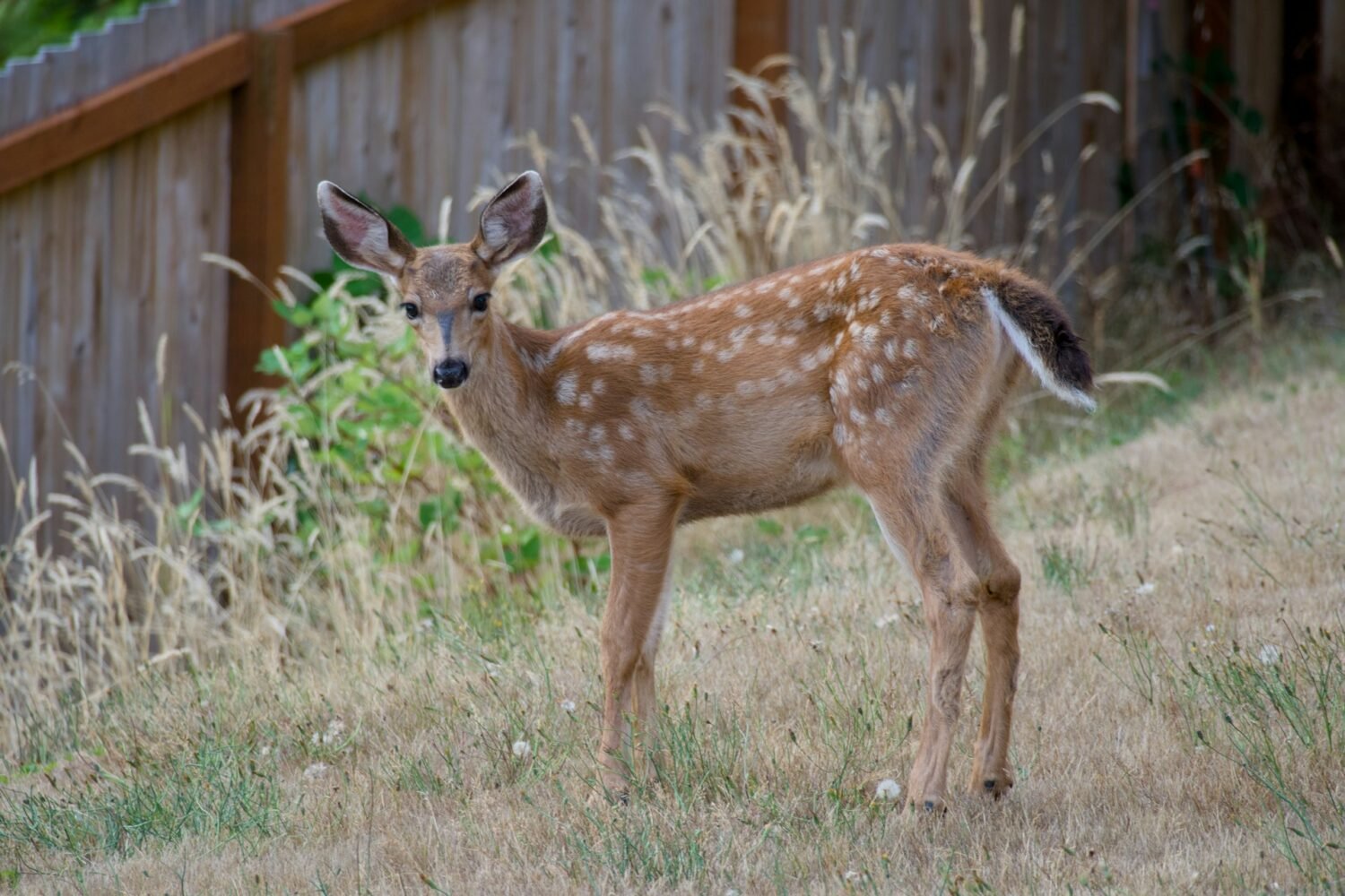 deer behind the fence