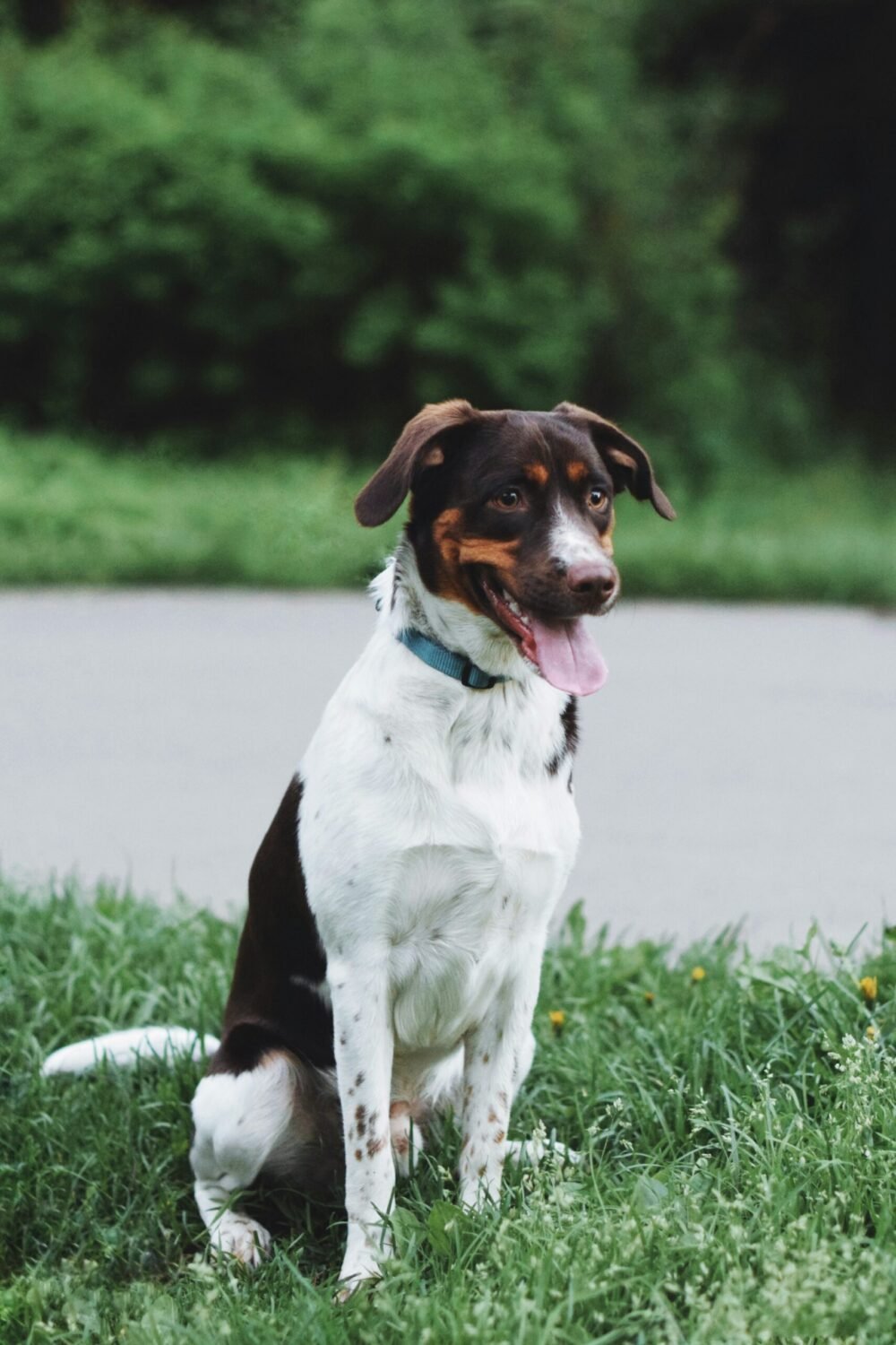 farm dog in the garden