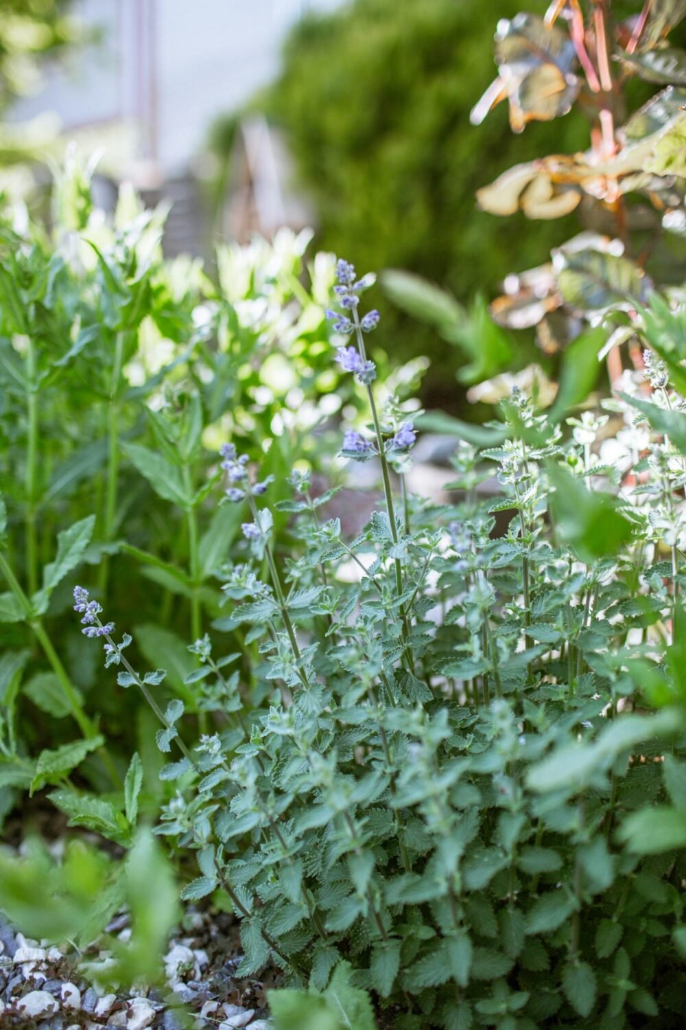 herbal garden