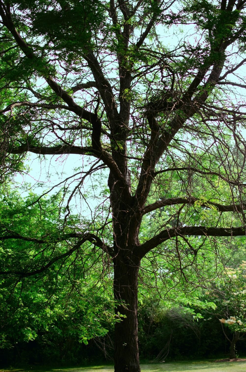 locus tree