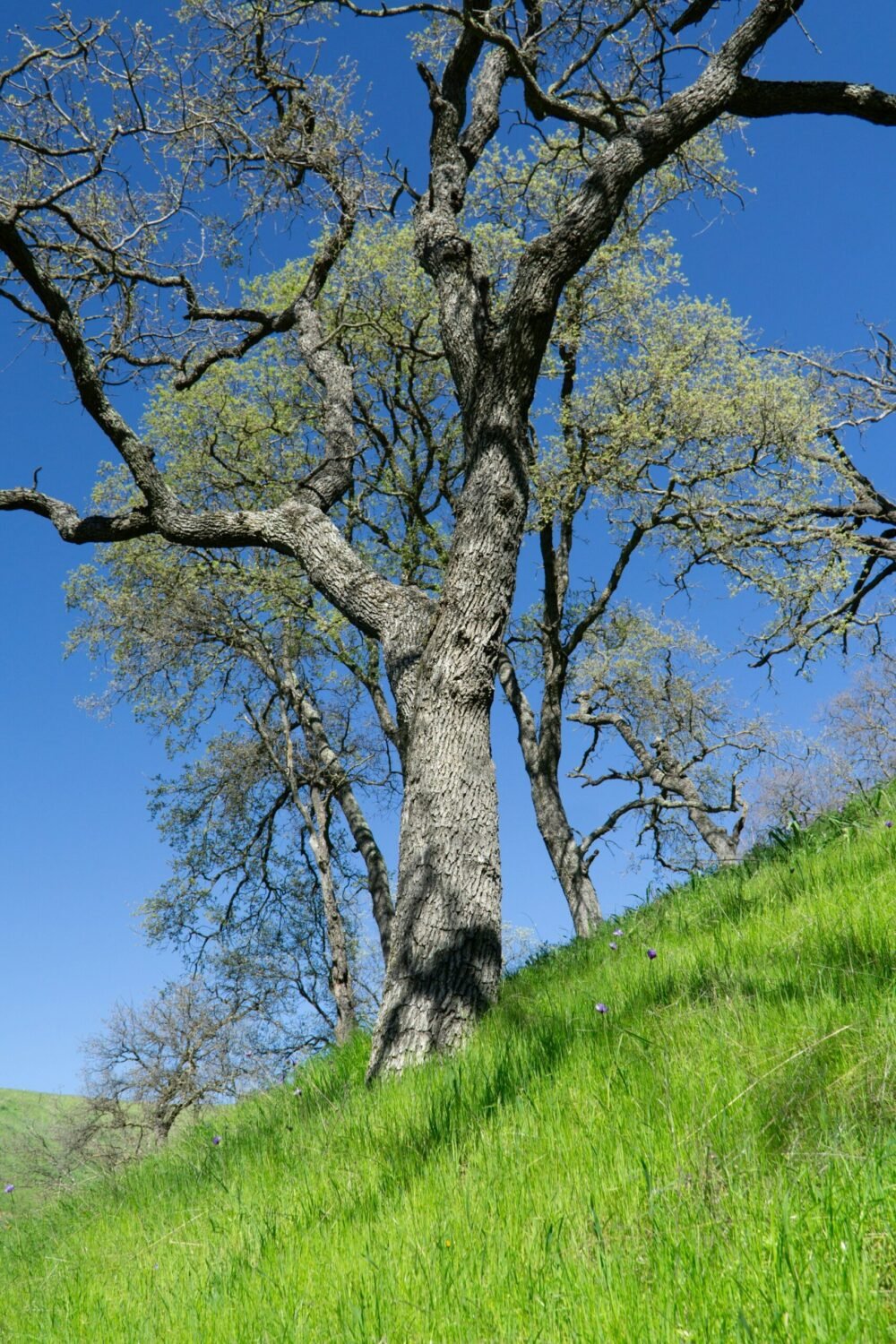 oak tree