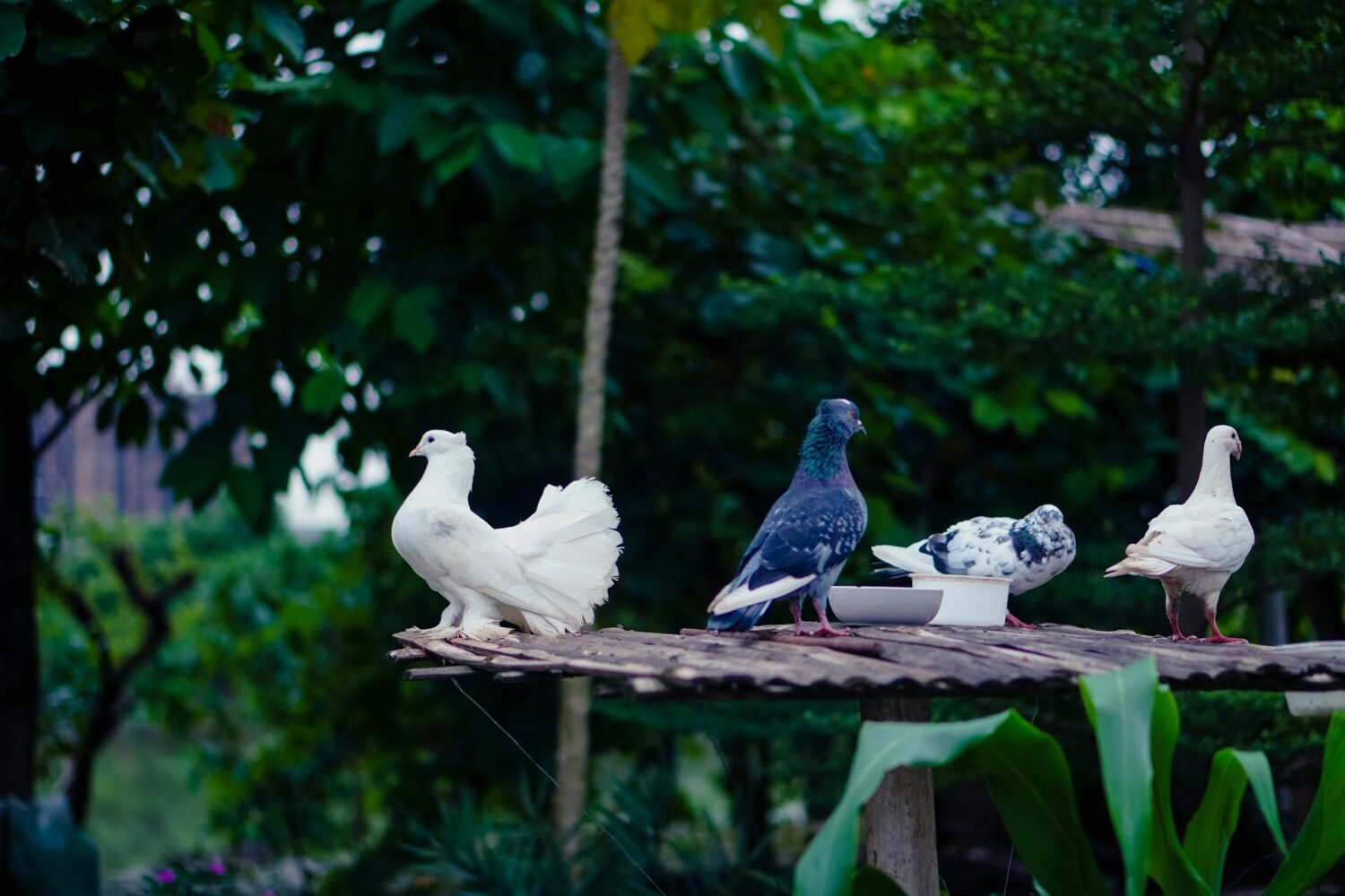 pigeons on homestead