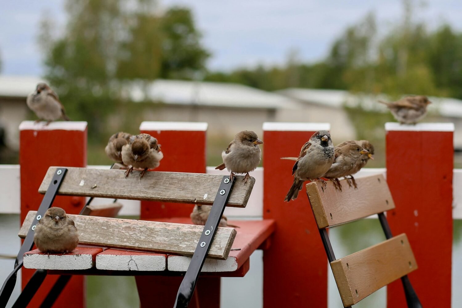 sparrow birds perching outdoors