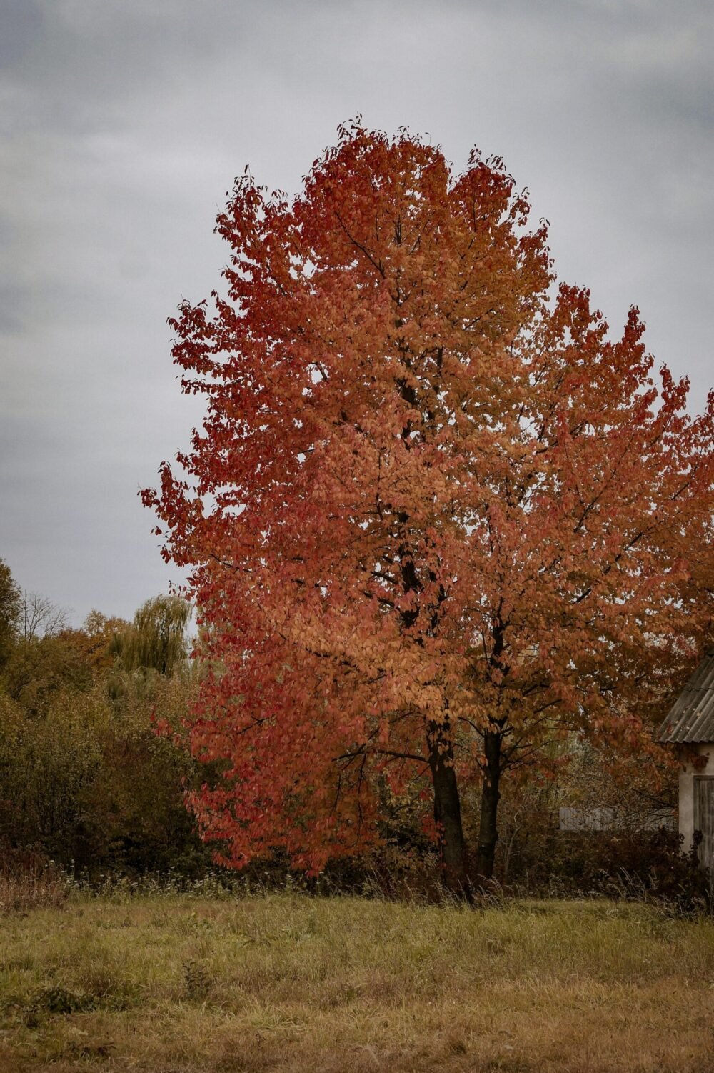 suger maple