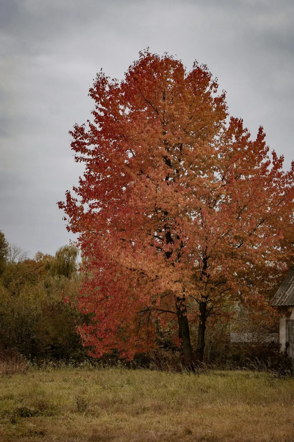 suger maple