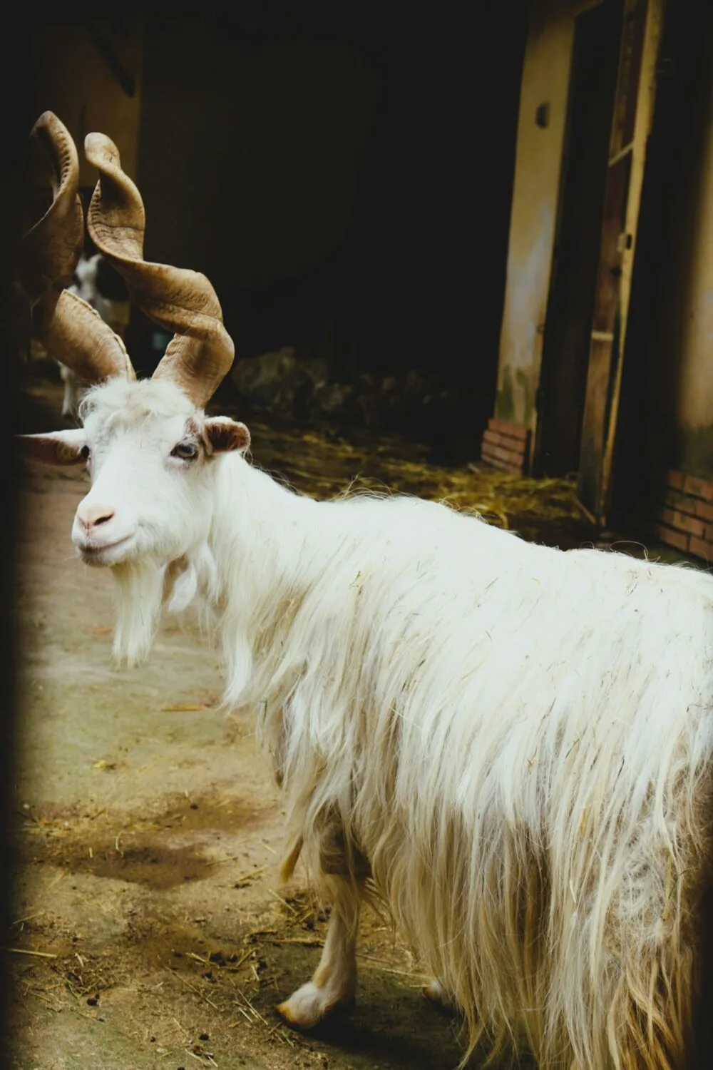 Girgentana Goat