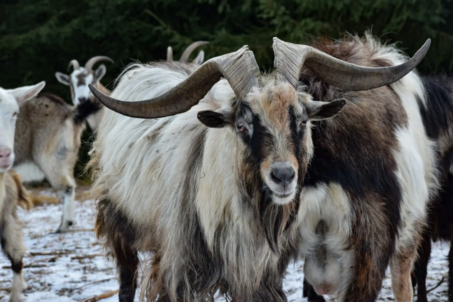 Orobica Goat
