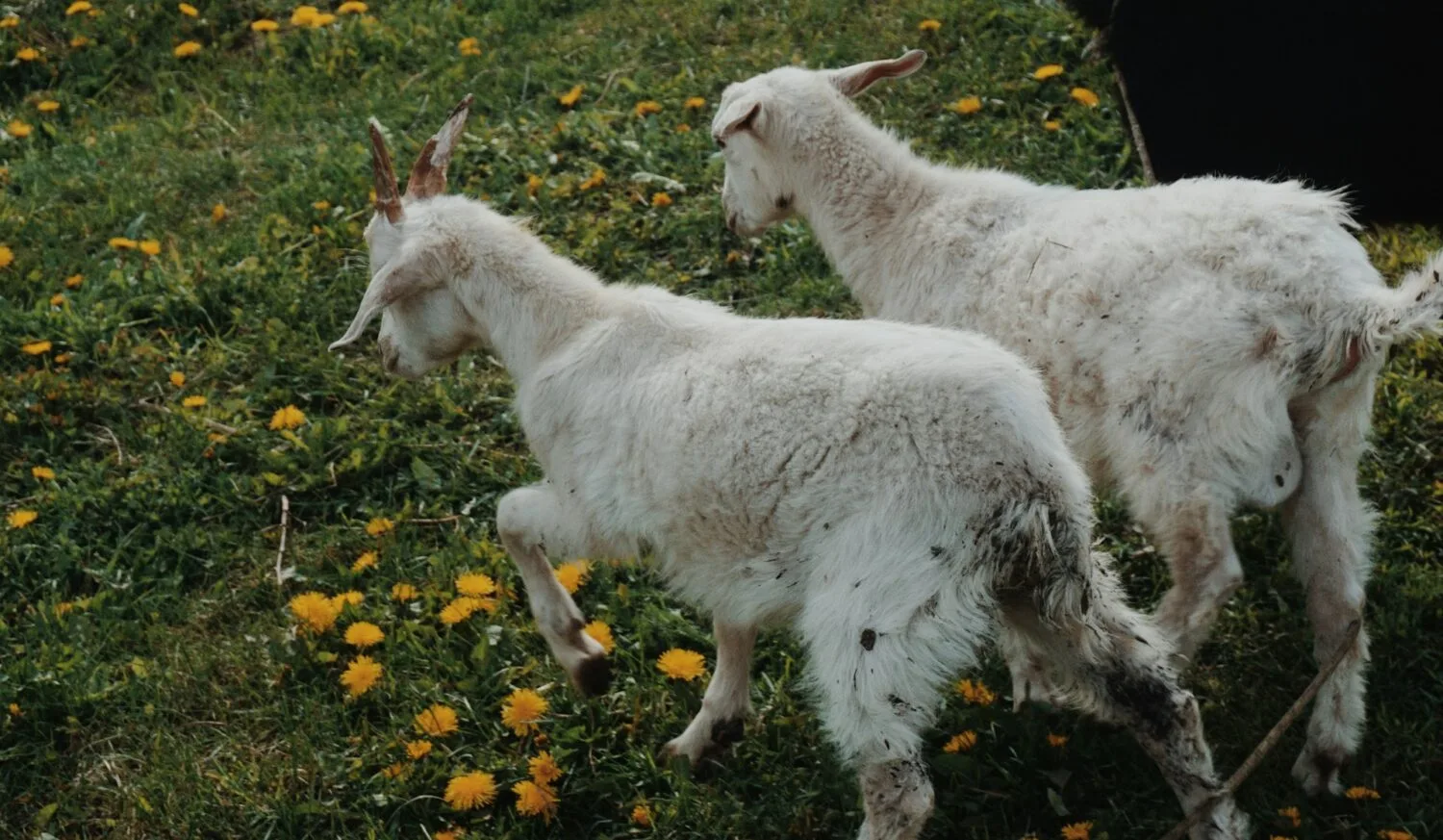 Young Angora goats