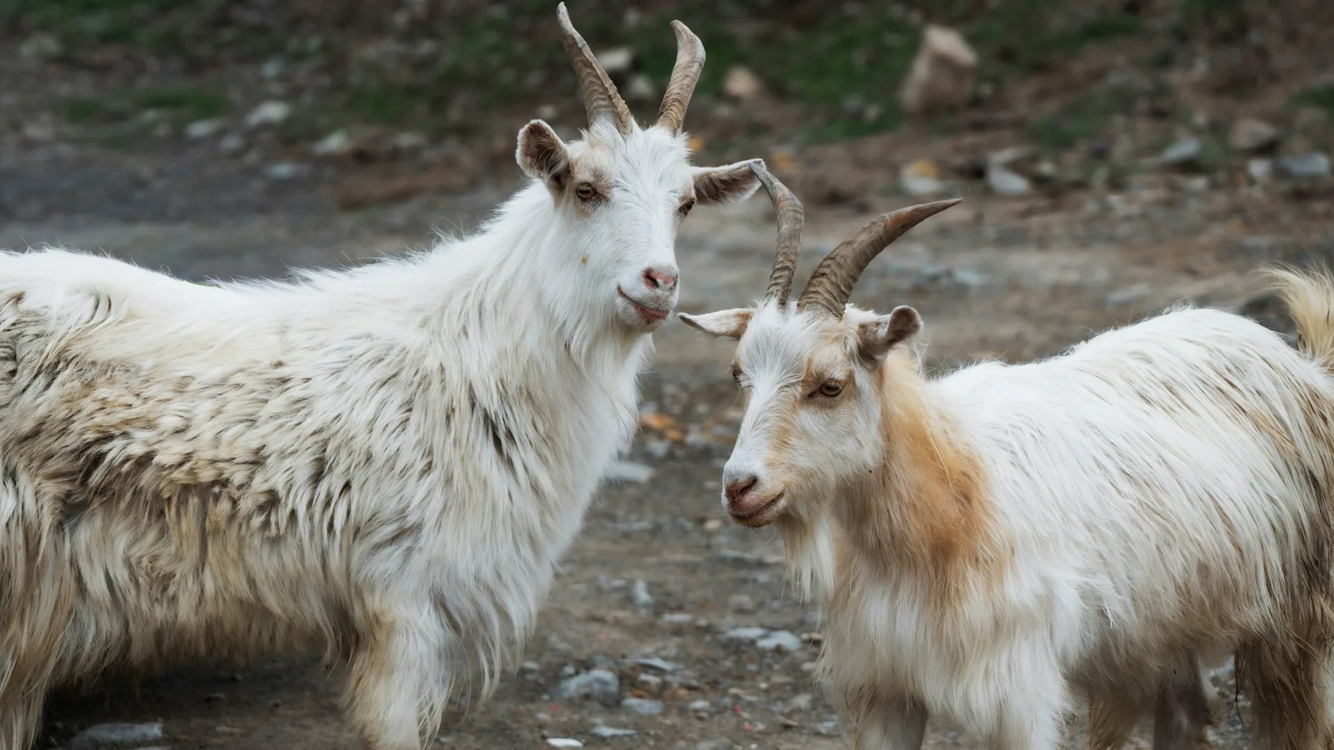 cashmere goats