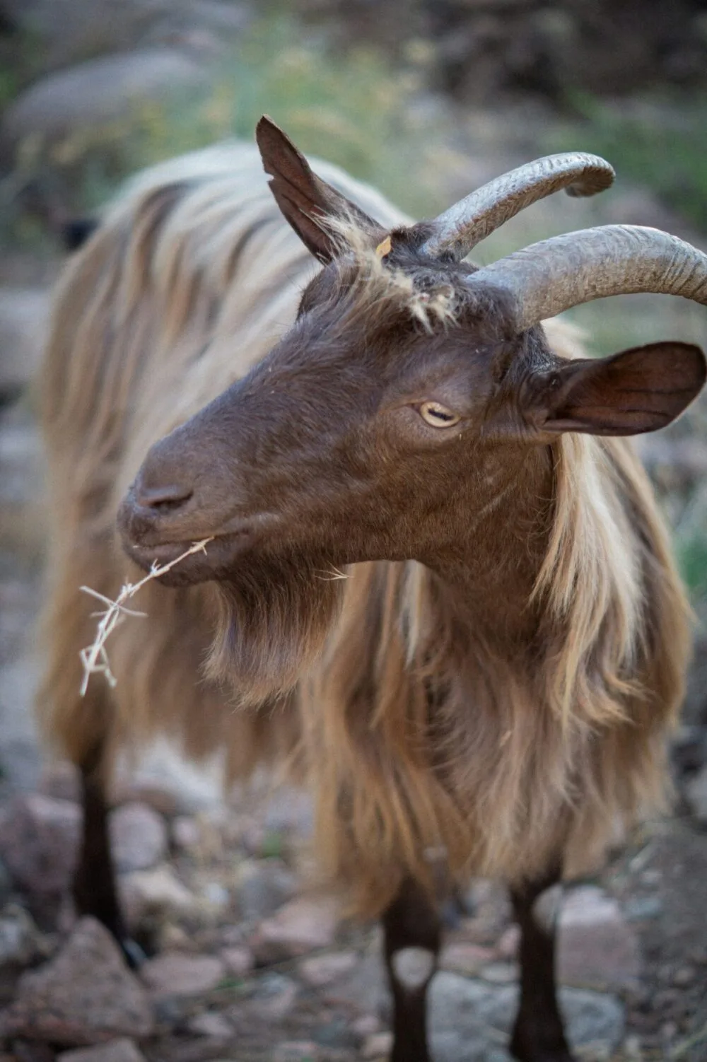 long haired goat