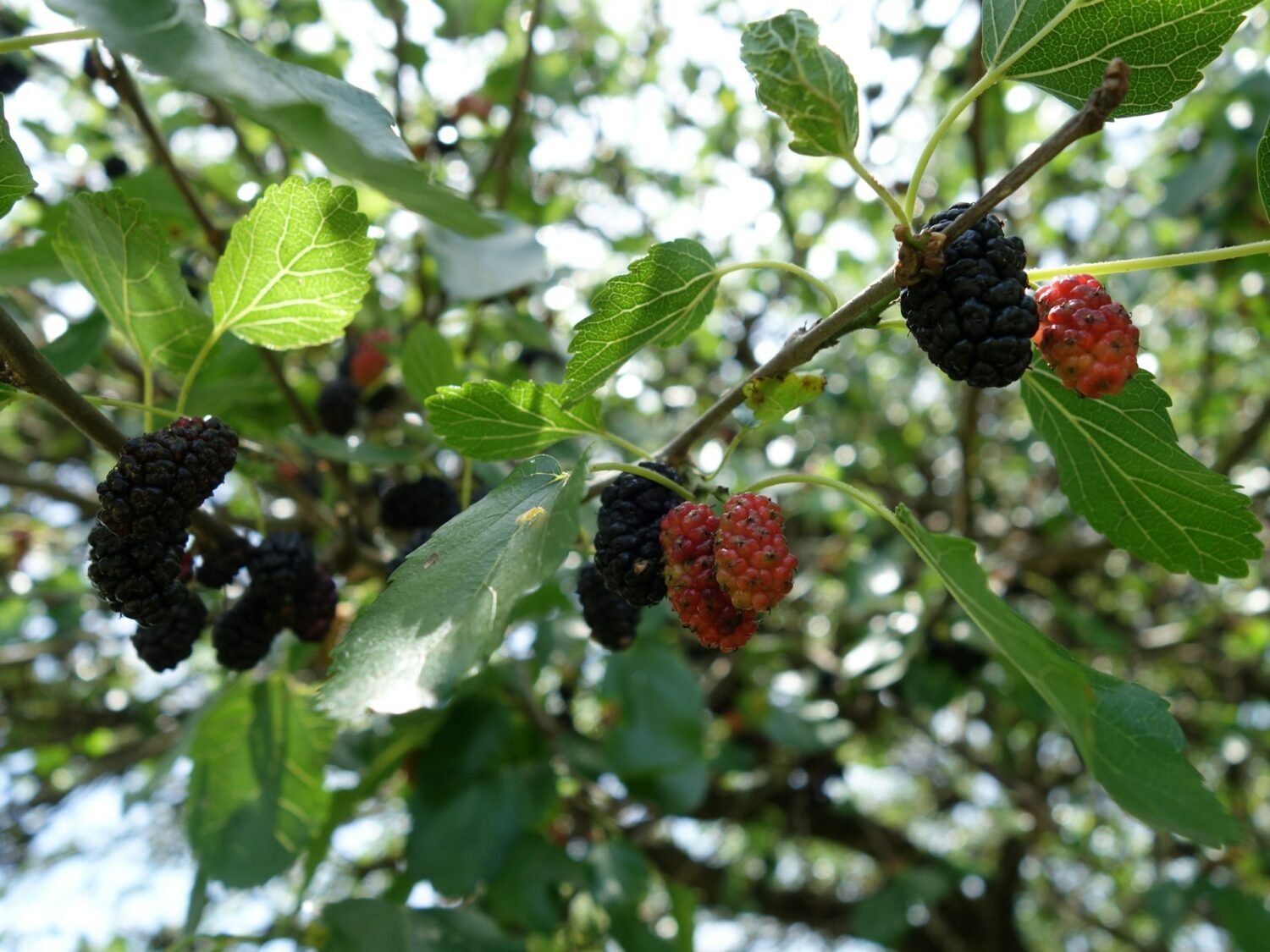 mulberries on the tree