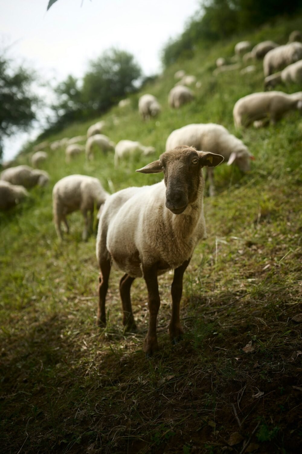 short haired sheep