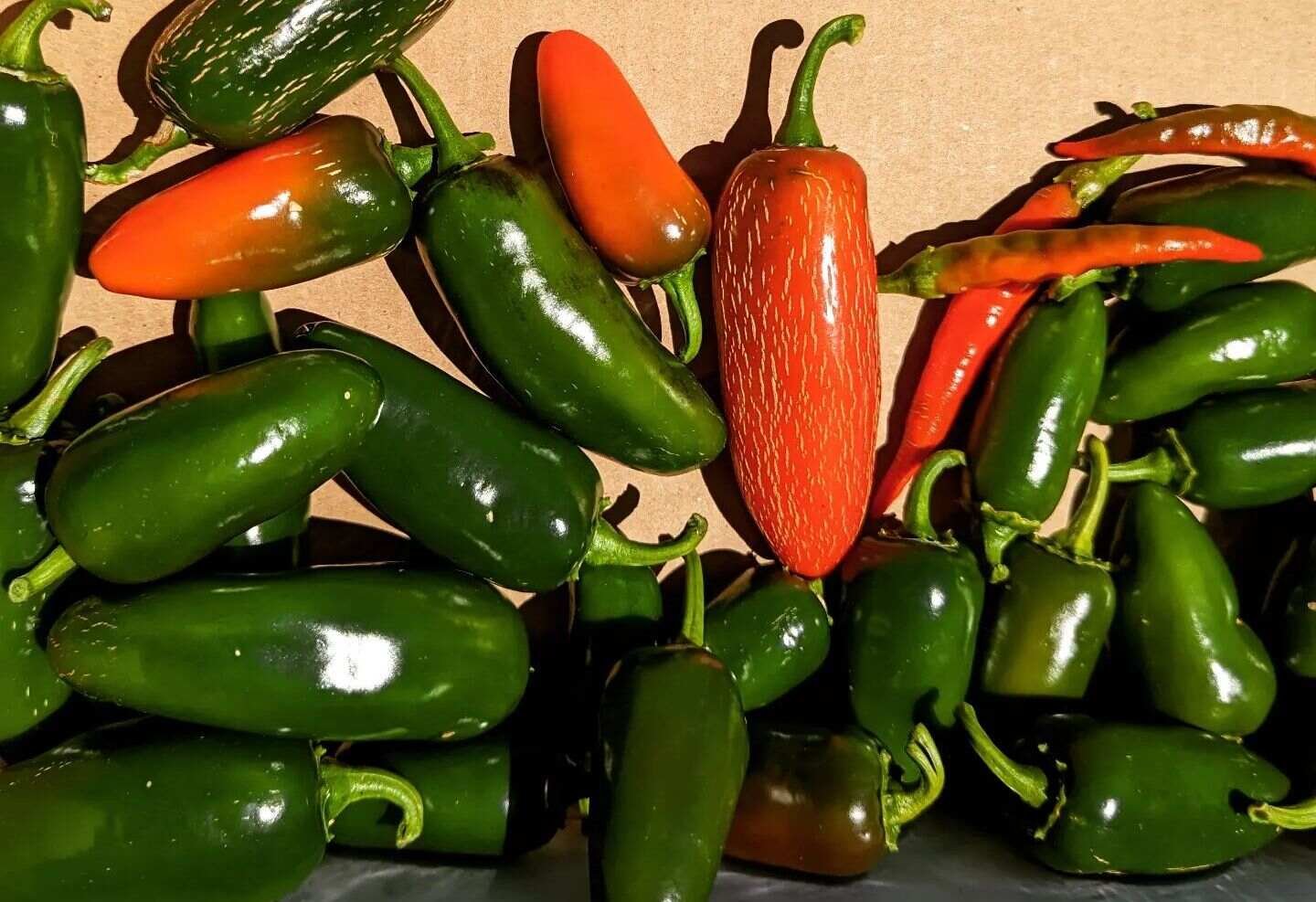 Freshly-harvested-peppers