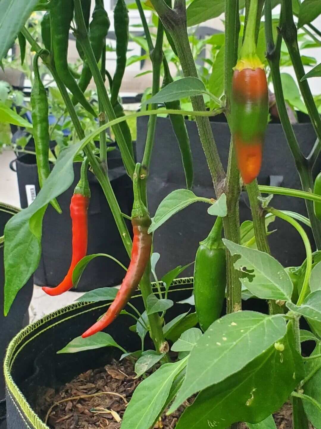 Green-peppers-turning-red